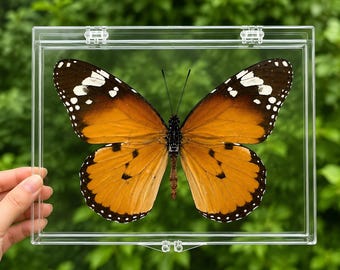 Ejemplares naturales de mariposas, vitrinas para exhibir mariposas en buen estado, regalos educativos sobre insectos, decoración para el hogar y la oficina.