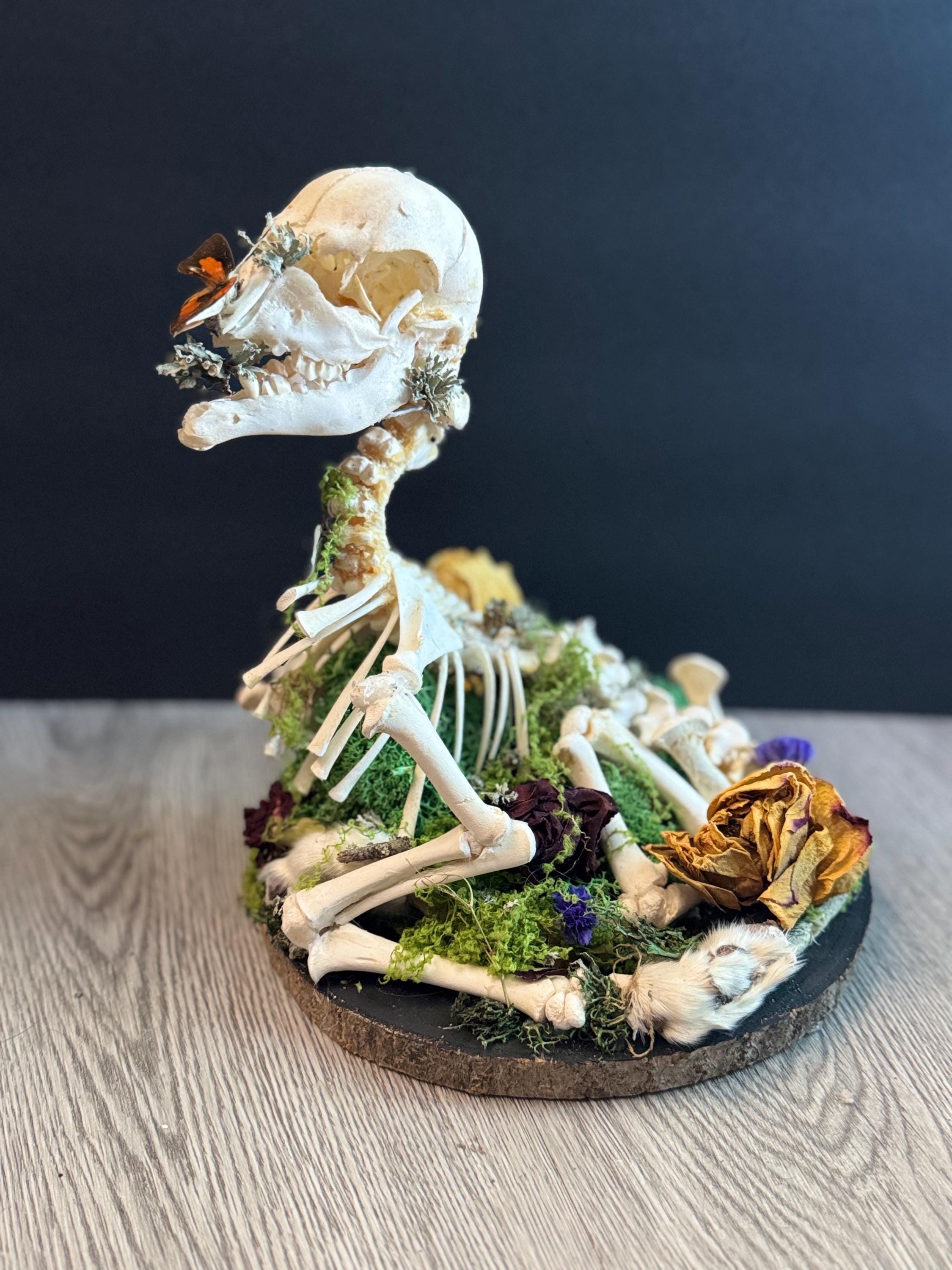 Disarticulated animal skeleton - Etsy 日本