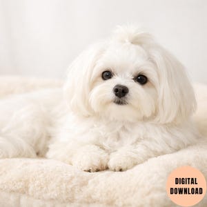 May include: A fluffy white Maltese dog with dark eyes and a black nose, resting on a cream-colored, plush surface. The dog's fur is long and flowing, with a small topknot. A digital download graphic is in the bottom right corner.