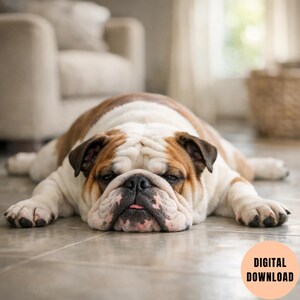 May include: A brown and white English Bulldog lying flat on the floor with its front paws extended forward and a small portion of its tongue visible. A circular peach-colored graphic in the corner contains the text DIGITAL DOWNLOAD.