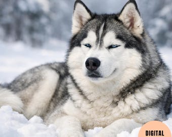 Dog Thunderstorm Anxiety Preparation Kit | Storm Phobia Desensitization Guide & Weather Fear Planner