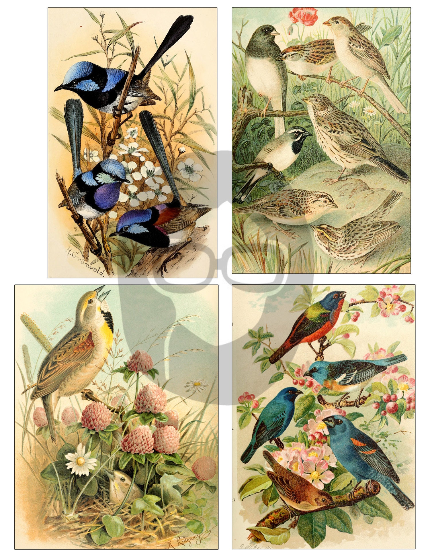 Vintage Bird Printable Ephemera Pack Set 51 30 Pg Etsy