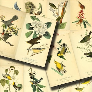 Vintage Bird Printable Ephemera Pack -  Set # 70 - 30 Pg Instant Download, journaling kit, journal cards, junk journal kit, bird images
