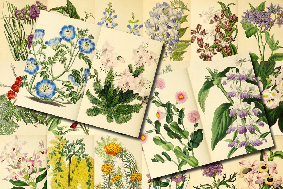 Vintage Floral Ephemera Printable Paper Pack - Set #77 - 30 Pg Instant ...
