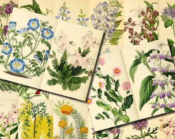 Vintage Floral Ephemera Printable Paper Pack - Set #77 - 30 Pg Instant Download - digital journal kits, junk journal printable kit