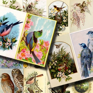 Vintage Bird Printable Ephemera Pack -  Set # 71 - 30 Pg Instant Download, journaling kit, journal cards, junk journal kit, bird images