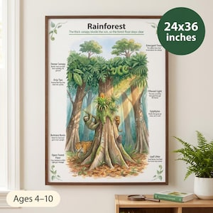 Può includere: Un poster educativo di 61x91 cm intitolato Rainforest, che illustra gli strati della foresta con etichette per Dense Canopy, Drip Tips, Buttress Roots, Open Forest Floor, Emergent Trees, Filtered Light ed Epiphytes, con un giaguaro e un bradipo.