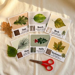 May include: An assortment of botanical cards featuring illustrations of leaves and tree bark samples. The cards include labels for Oak, Beech, Birch, Pine, Holly, and Sycamore. A pair of red-handled scissors rests near the cards.
