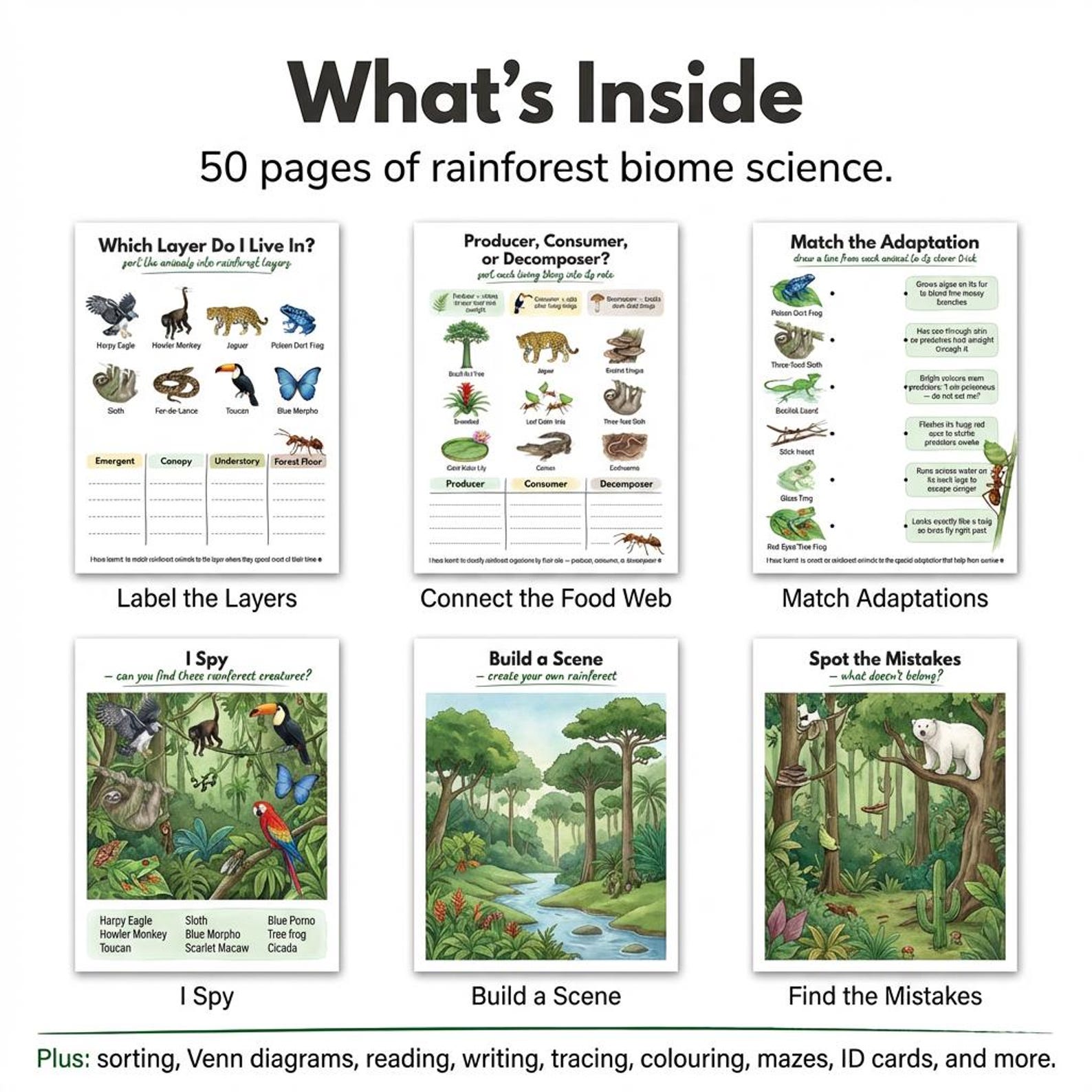 Rainforest Biome Worksheets | Kids Science | Ages 4-7 | Layers Food Web ...