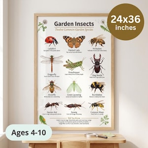 May include: A 24x36 inches educational poster titled Garden Insects: Twelve Common Garden Species. It features detailed illustrations of a ladybug, butterfly, bee, dragonfly, grasshopper, stag beetle, hoverfly, lacewing, bumblebee, ant, earwig, and wasp.