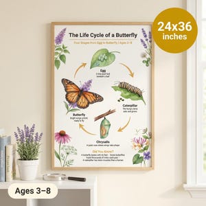 May include: A 24x36 inch educational wall poster titled The Life Cycle of a Butterfly, illustrating four stages from egg to butterfly with descriptive text. The chart features watercolor-style drawings of a leaf, caterpillar, chrysalis, and butterfly.