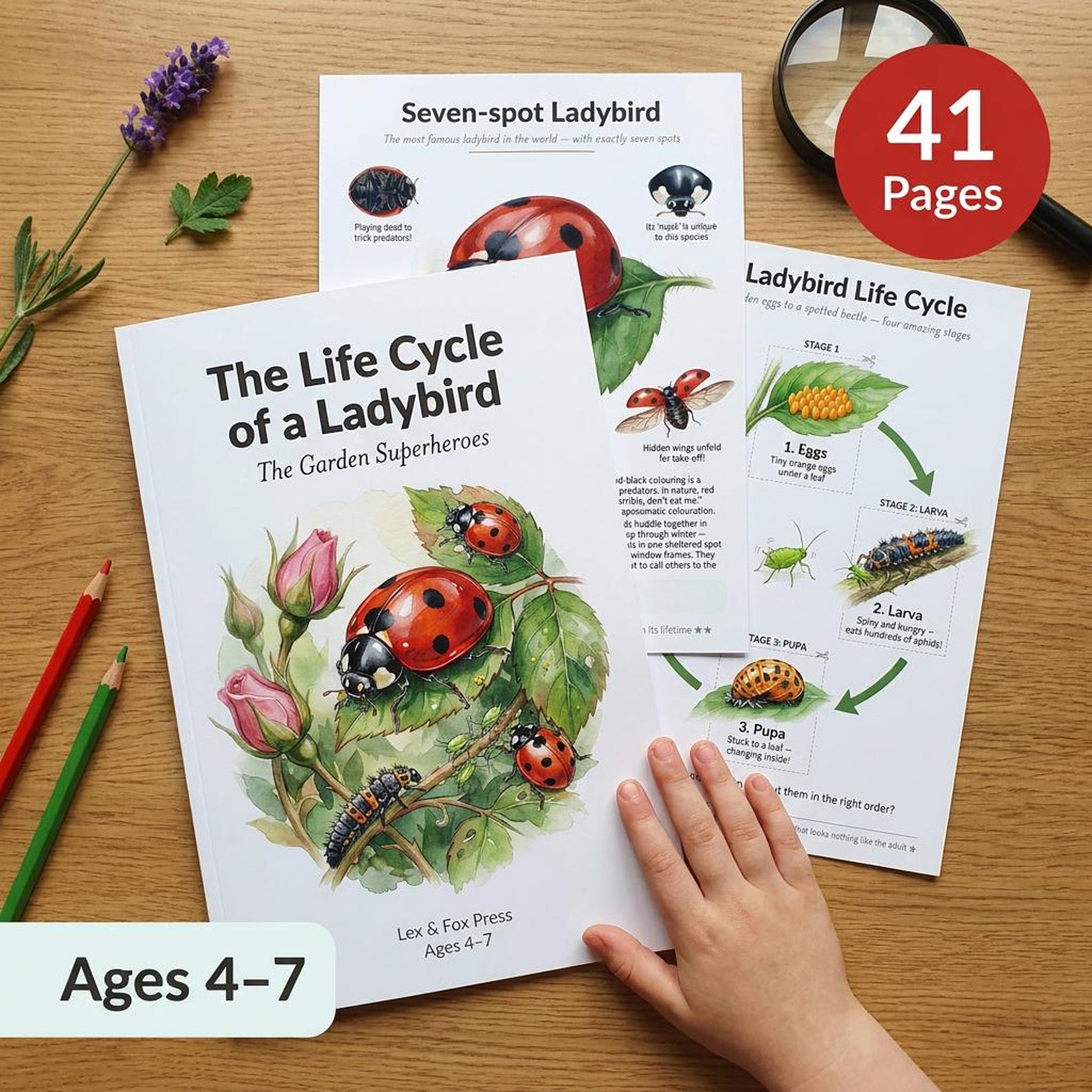 Spotlight Sign Pdf Ladybird Life Cycle Worksheets | Ages 4-7 | Beetle Science | 6 Species ...