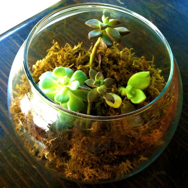 Glass Orb Succulent Terrarium
