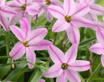 Bulbi di Ipheion Uniflorum rosa primaverile / Fiori da giardino