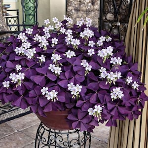Bulbes de trèfle violet Oxalis triangularis, plantes porte-bonheur d'intérieur et d'extérieur