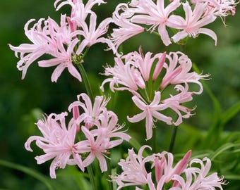 Bulbi di giglio ragno giapponese – Fiore reciso perenne che attrae le farfalle