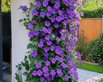 Dark Purple Clematis Seeds Climbing Heirloom Perennial Flower Plants