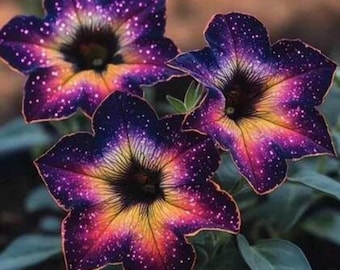 Semillas de petunia Night Sky, flores de jardín enanas Wave