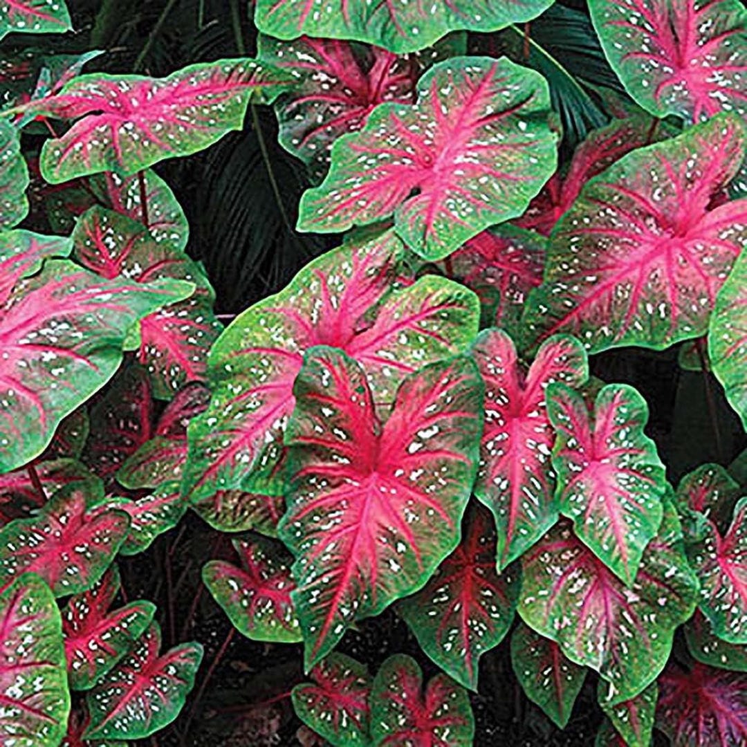 Red Flash Caladium Bulb Vibrant Foliage Garden Plant - Etsy