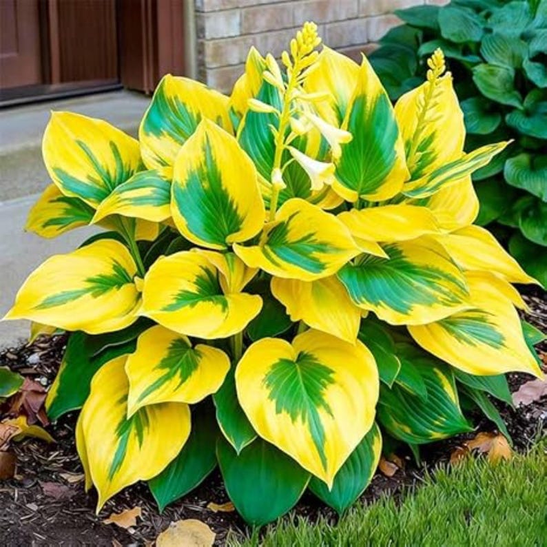 May Hosta Perennial Hosta Seeds Non GMO Heirloom Shade Garden Plant - Etsy