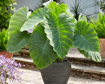 Bulbos gigantes de oreja de elefante – Colocasia, planta ornamental de jardín tropical
