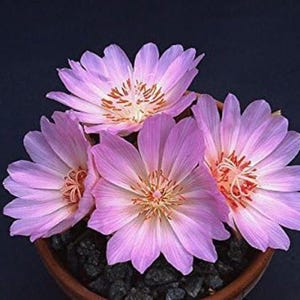Peut inclure: Gros plan sur un pot de fleurs aux pétales violets clairs et aux centres orange et jaune. Les fleurs sont en pleine floraison, avec de multiples pétales visibles. Le pot est rempli de galets sombres, et le fond est bleu foncé.
