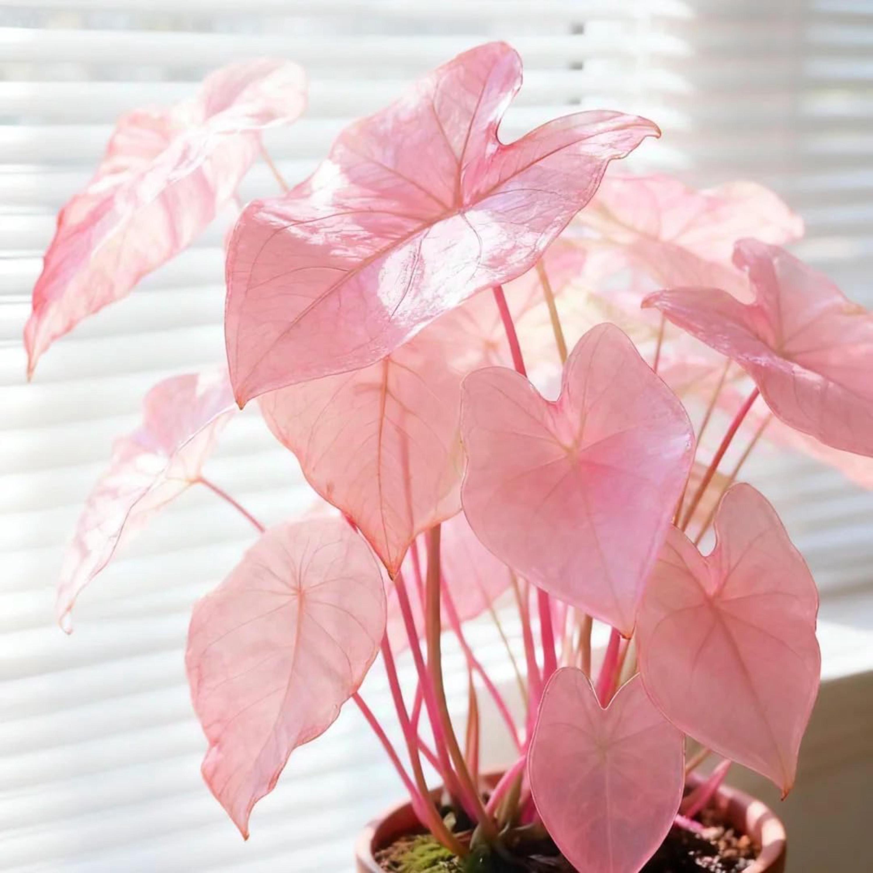 Caladium thai beauty - Etsy 日本