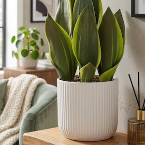 Peut inclure: Une plante serpent aux feuilles vertes pointues et dressées avec des bords vert clair, plantée dans un pot en céramique blanc cylindrique à texture nervurée verticale. La plante est posée sur une étagère en bois avec deux livres.