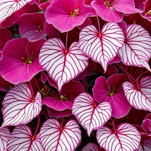 Op de afbeelding: Close-up van een plant met levendige roze en witte hartvormige bladeren. De bladeren hebben opvallende witte aderen tegen een roze achtergrond. De bloemen van de plant zijn diep roze.