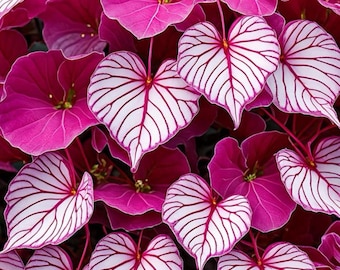 Bulbi di Caladium "Rosa Gitana" per la messa a dimora di piante perenni ornamentali a fogliame decorativo