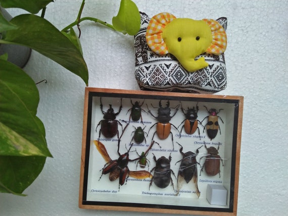 RARE GIANT CLEAR WING CICADA TAXIDERMY BEETLE IN WOOD BOX HOME DECORATION