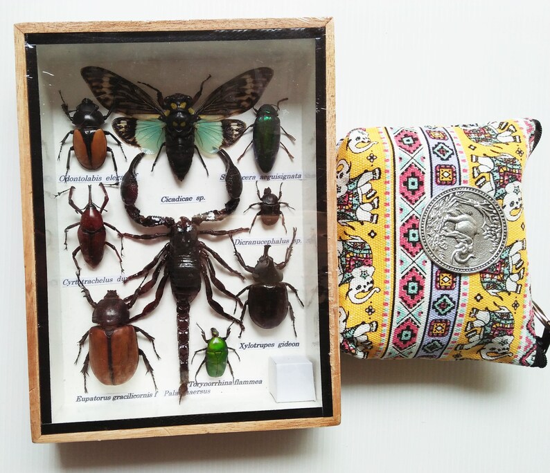 3 pendant scorpion beetle spider insect handmade specimen jewelry
