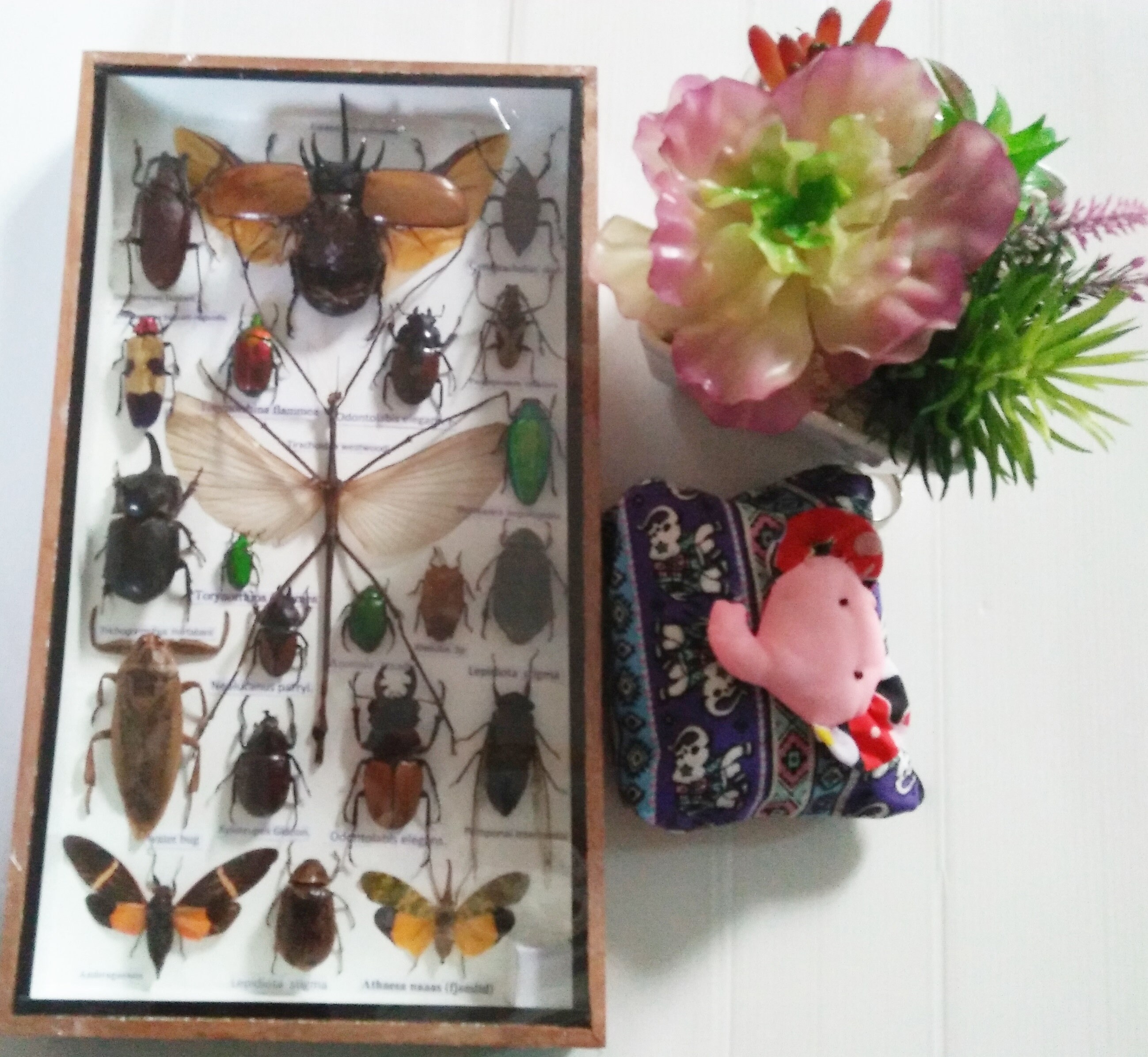 Real Rare Stick Insect Insects Bug Collection Bugs Box Display Etsy