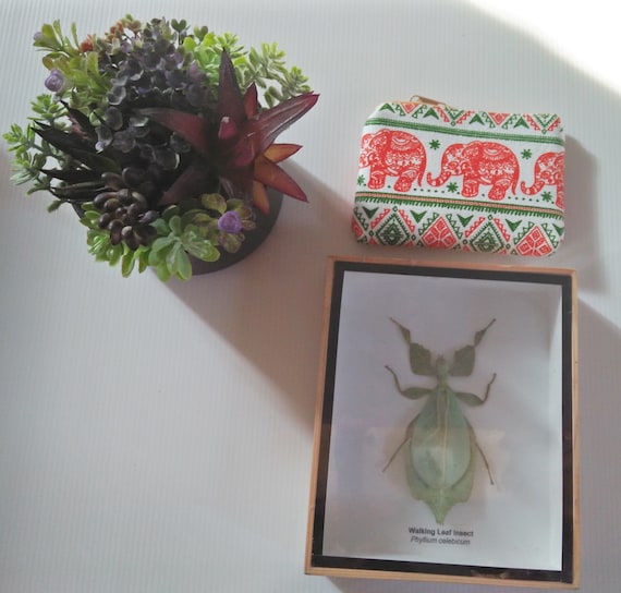 REAL LEAF INSECT PHYLLIUM CELEBICUM TAXIDERMY IN WOOD BOX INSECT ART HOME DECOR