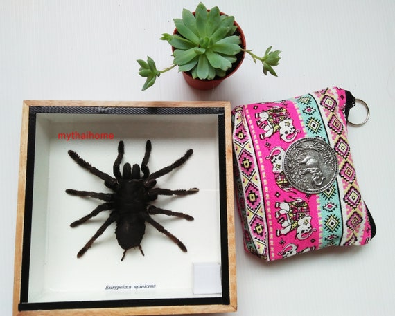 Real Giant Spider Entomology Insect SpinicrusTaxidermy In Frame Wood Thai