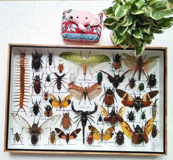 Rare Large Taxidermy Real Insect Specimen Display Insects Box Etsy