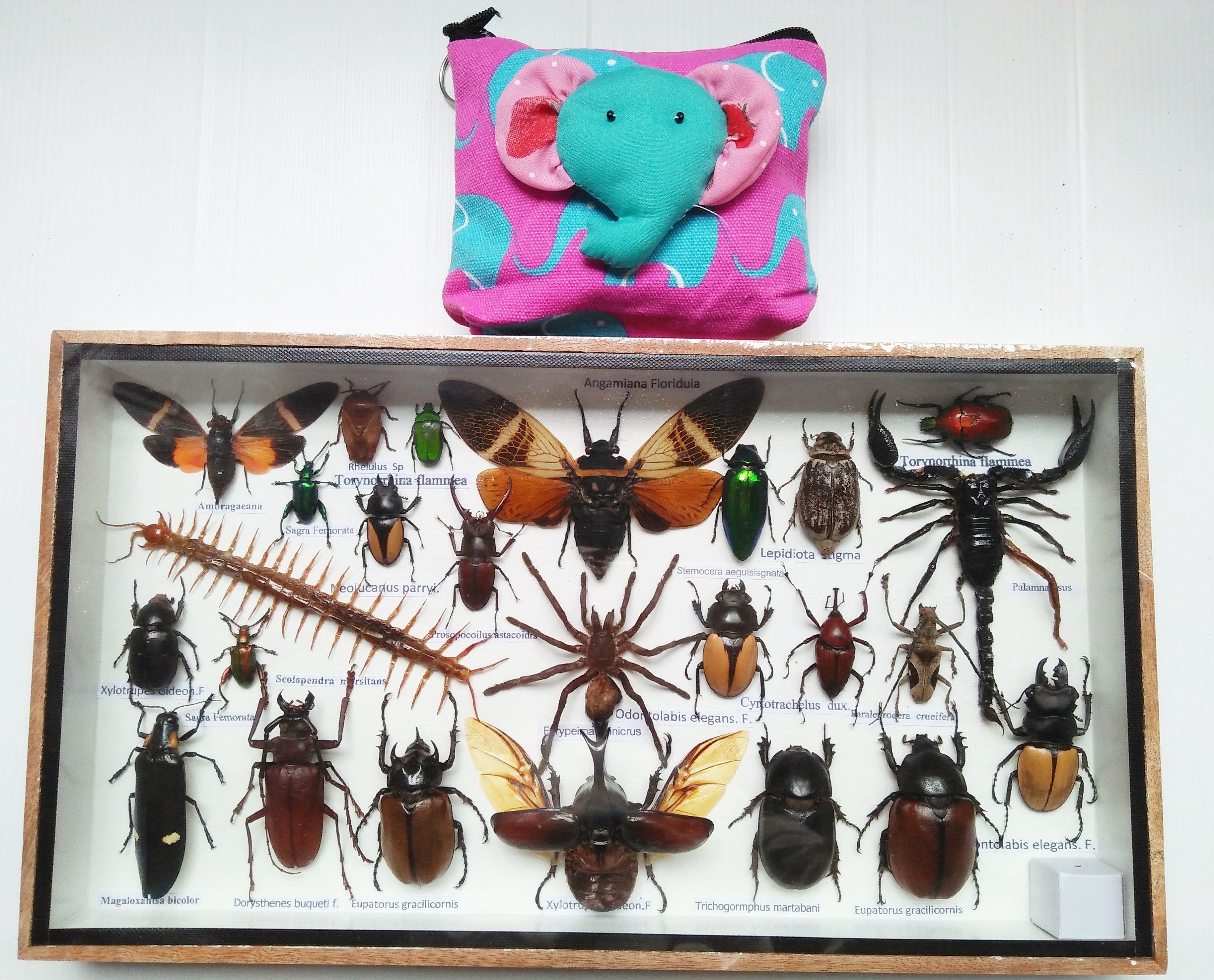 real insects educational spider & scorpion set in quality gift display case