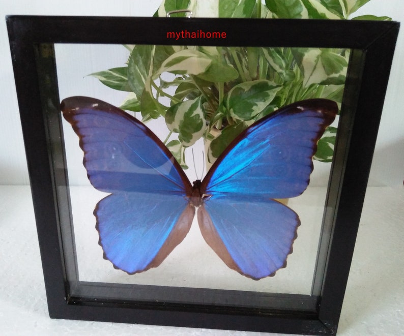 TWO EXTRA LARGE 2 A1 UNMOUNTED MALES- PERU MORPHO DIDIUS
