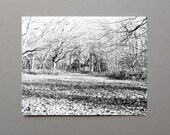 Sunlight Bench Fallen Leaves Woodland Black and White Fall Decor Fall Photography Nature Photograph Whimsical Print Open Edition Photo