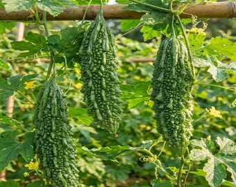 20 Bitter Gourd (Karela) Seeds Long – Pack of 12 Seeds,  Easy To grow, High Germination, High Yield Karela Seeds for Home Gardening