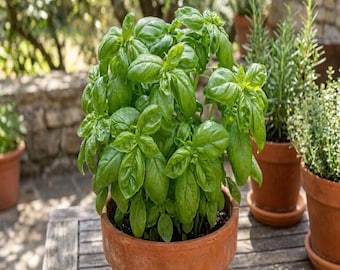 100 Italian LARGE LEAF BASIL Ocimum Basilicum Herb Flower Seeds