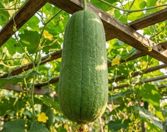 20 Apple Luffa Seeds , Apple Sponge Gourd Seeds | Non-GMO Open Pollinated | Heirloom Vegetable Garden Seeds