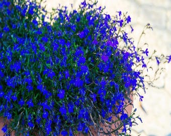 100 Electric Blue MONSOON LOBELIA Erinus Flower Seeds *Flat Ship Rate