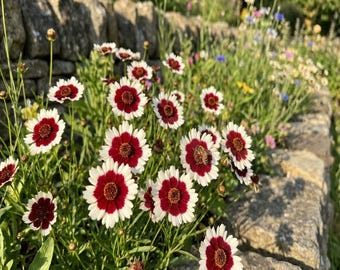 100 INCREDIBLE SWIRL COREOPSIS White & Burgundy Red Tickseed Flower Seeds