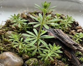 Cleavers Labkrautsamen: Essbare Pflanze (100+ Samen)