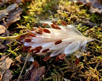 Milkweed Seeds (Asclepias tuberosa) to attract Monarch Butterfly's (100 seeds)