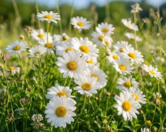 100 Chamomile Seeds - Organic & Non Gmo Flower Seeds - Grows Fast - Beautiful Flower Seeds
