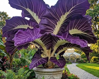 100 Thai Giant Elephant Ear Colocasia Gigantea Seeds Huge Tropical Leaf Plant
