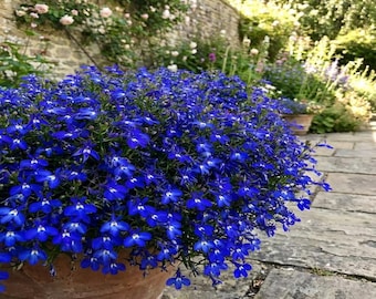 200 Electric Blue & White HALF MOON LOBELIA Erinus Flower Seeds