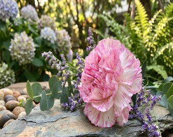 100 PICOTEE MIX CARNATION Dianthus Caryophyllus Double Bicolor Striped Flower Seeds